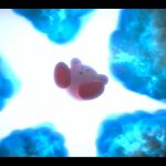 Kirby et le monde oublié Switch